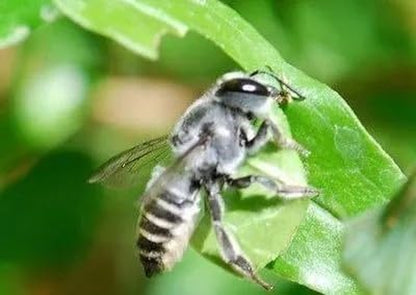 Solitary Leafcutter Bee Cocoons 200Ct. Loose Cell. Compatible with Most Bee Houses.